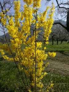 Forsythien