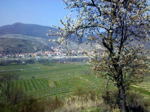 Wachau Marillenblüte