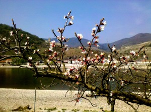 Wachau Marillenblüte Donau